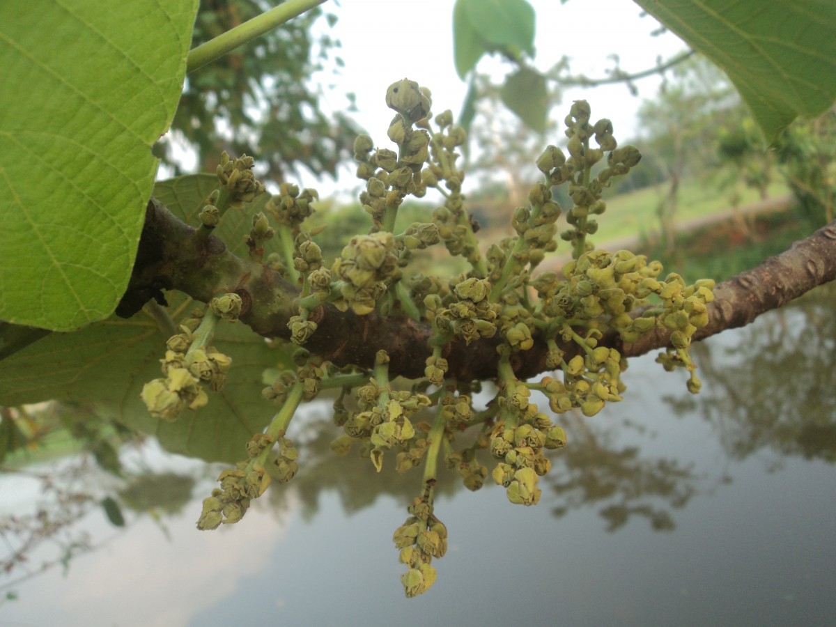 Macaranga peltata (Roxb.) Müll.Arg.